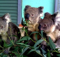 Cohunu Koala Park - Accommodation Coffs Harbour