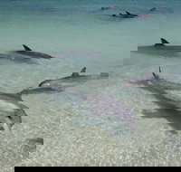 Dolphins of Monkey Mia - Accommodation Coffs Harbour