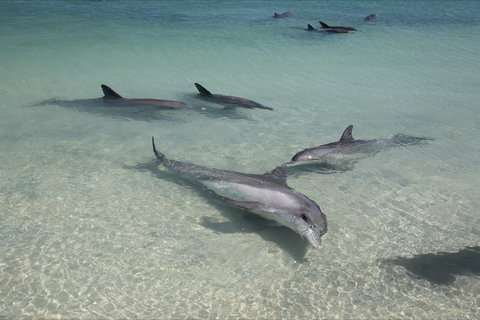 Dolphins Of Monkey Mia - Accommodation Coffs Harbour 0