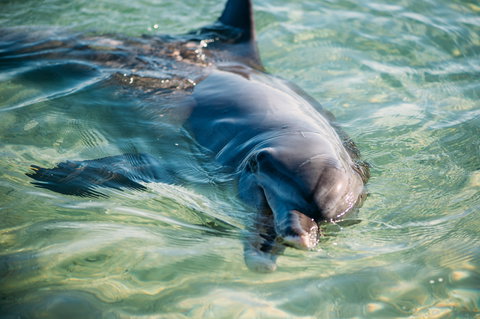 Dolphins Of Monkey Mia - Accommodation Coffs Harbour 1