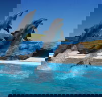 Dolphin Marine Conservation Park - Accommodation Coffs Harbour