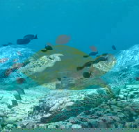 Flinders Reef Dive Site - Accommodation Coffs Harbour