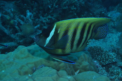 Frankland Islands Dive Site - Accommodation Coffs Harbour 0