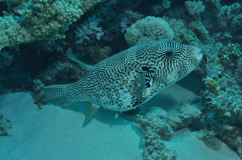 Frankland Islands Dive Site - Accommodation Coffs Harbour 1