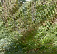 Gap Beach Walking Track - Accommodation Coffs Harbour