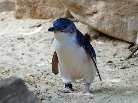 Granite Island Nature Park - Guided Penguin Tours - Accommodation Coffs Harbour 0