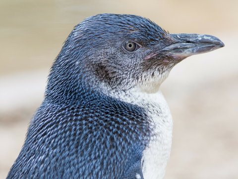 Granite Island Nature Park - Guided Penguin Tours - Accommodation Coffs Harbour 1