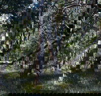 Green's Bush Long Circuit Walk - Accommodation Coffs Harbour