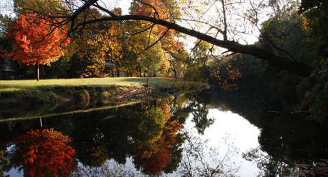 Jamieson Significant Trees - Accommodation Coffs Harbour 0