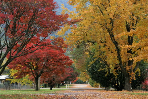Jamieson Significant Trees - Accommodation Coffs Harbour 2