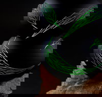 James McMurtrie's  Glass Blowing Studio and Gallery - Accommodation Coffs Harbour