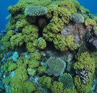 Keeper Reef Dive Site - Accommodation Coffs Harbour