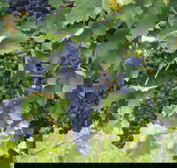 Luskintyre - Accommodation Coffs Harbour