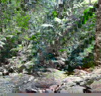 Lyrebird track - Accommodation Coffs Harbour