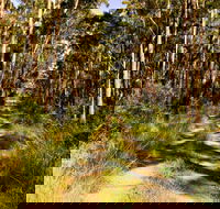 Mining Road Fire Trail Old Gibber Road Rire Trail - Accommodation Coffs Harbour