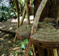 Mount Keira Ring Track - Accommodation Coffs Harbour