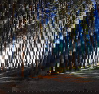 Mountain Bike Trails Tumbarumba - Accommodation Coffs Harbour