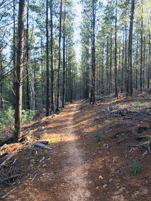 Mountain Bike Trails Tumbarumba - Accommodation Coffs Harbour 1