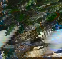 Noreen's Seaside Shop - Accommodation Coffs Harbour