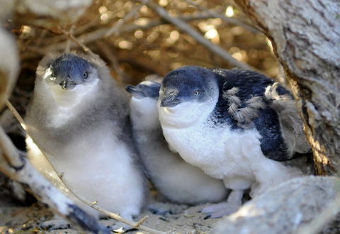 Penguin Island - Accommodation Coffs Harbour 0