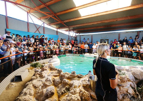 Penguin Island - Accommodation Coffs Harbour 1