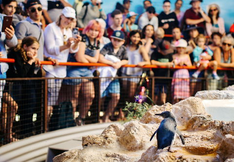 Penguin Island - Accommodation Coffs Harbour 2
