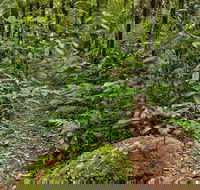 Red Cedar Loop - Accommodation Coffs Harbour