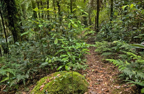 Red Cedar Loop - Accommodation Coffs Harbour 0