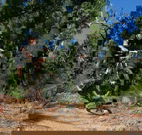 Scorpion Trail Kalamunda Mountain Bike Trails - Accommodation Coffs Harbour