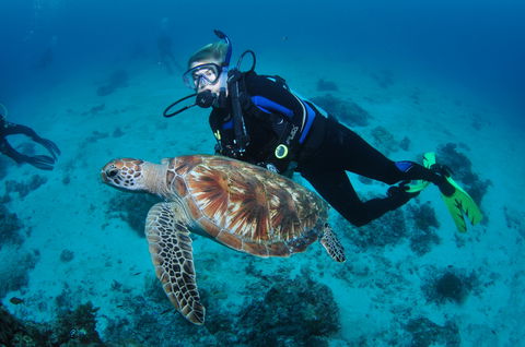 Second Reef Dive Site - Accommodation Coffs Harbour 0