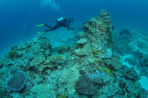 Second Reef Dive Site - Accommodation Coffs Harbour 1