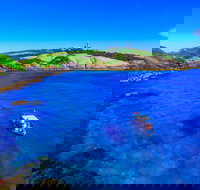 Snorkelling Montague Island - Accommodation Coffs Harbour