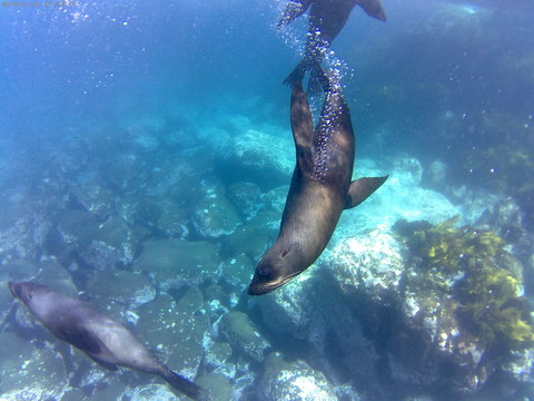 Snorkelling Montague Island - Accommodation Coffs Harbour 1
