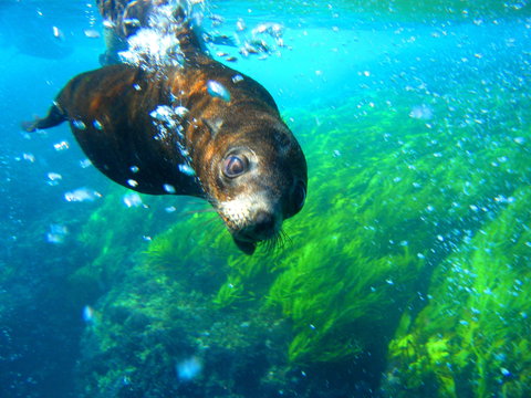 Snorkelling Montague Island - Accommodation Coffs Harbour 2