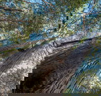 Wallumatta Nature Reserve - Accommodation Coffs Harbour