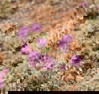 Walpa Gorge walk - Accommodation Coffs Harbour