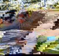 White Ridge Farm - Accommodation Coffs Harbour