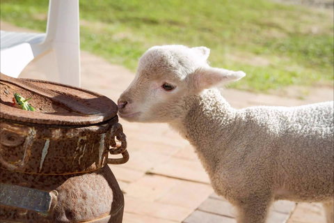 White Ridge Farm - Accommodation Coffs Harbour 2