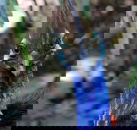 Wildlife Habitat - Accommodation Coffs Harbour