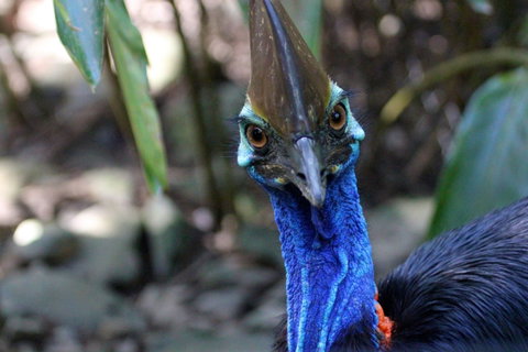 Wildlife Habitat - Accommodation Coffs Harbour 0