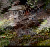 Wildlife Wonders - Accommodation Coffs Harbour