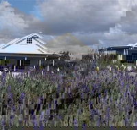 Amandine Lavender - Accommodation Coffs Harbour