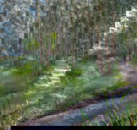 Anabranch Loop Track - Accommodation Coffs Harbour