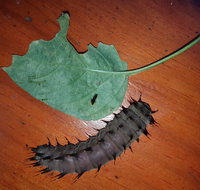 Batchelor Butterfly Farm  Pet Garden - Accommodation Coffs Harbour