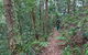 Blackbutt Walking Track - thumb 0
