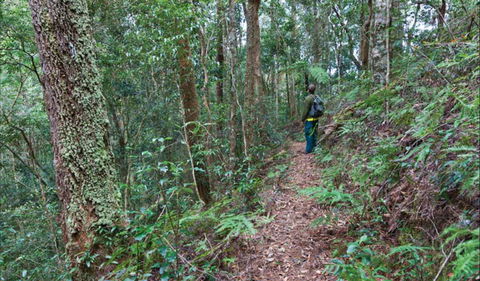 Blackbutt Walking Track - Accommodation Coffs Harbour 0