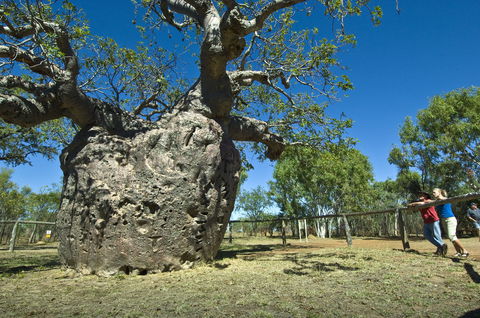 Boab Prison Tree - Accommodation Coffs Harbour 1