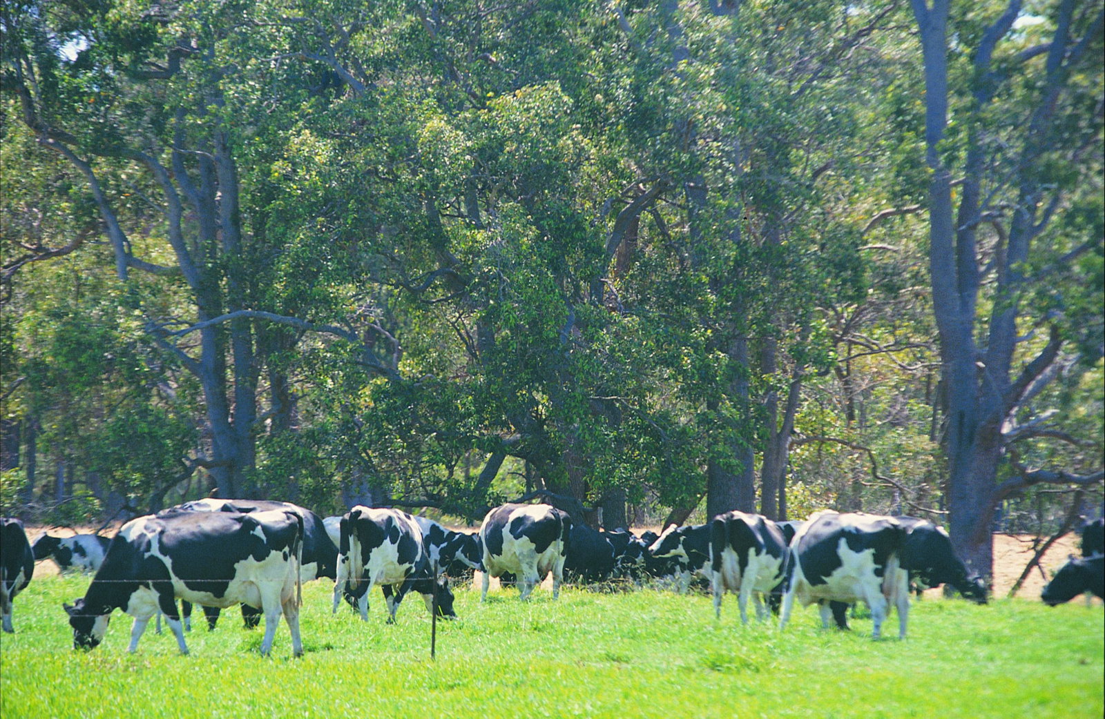 The Plains WA Accommodation Coffs Harbour
