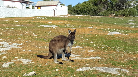 Cape Borda Lightstation - Flinders Chase National Park - Accommodation Coffs Harbour 0