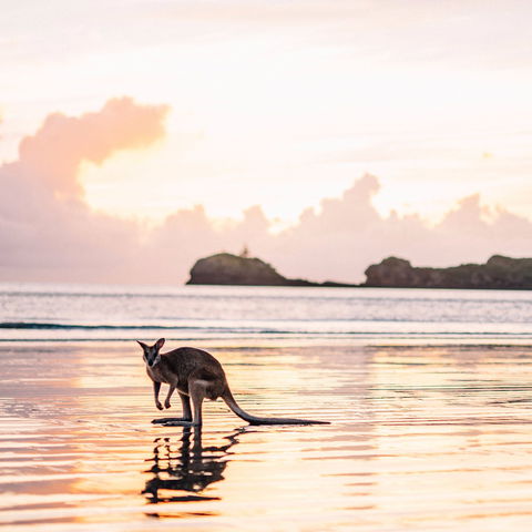 Cape Hillsborough – A Low Tide Fishing Adventure - Accommodation Coffs Harbour 0